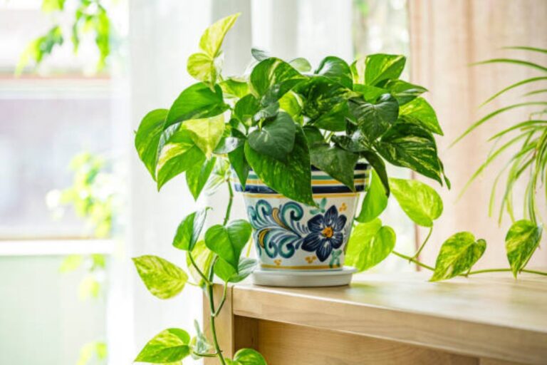 Planting Tips: हरा भरा हो जाएगा बालकनी में रखा मनी प्लांट, बस गमले में डालनी होगी ये चीज