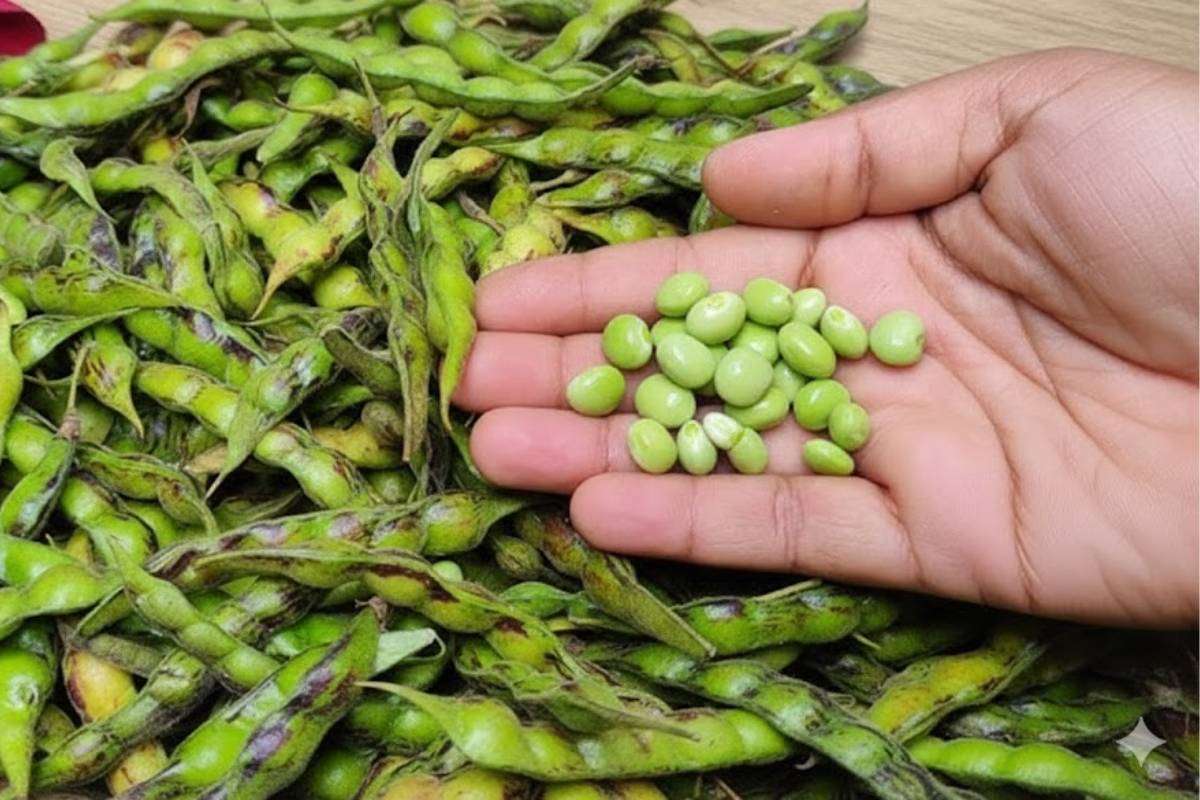 Toor Dana Sabji Recipe: दादी-नानी की रसोई से सर्दियों की खास तूर दाना की सब्जी रेसिपी 1 Toor Dana Images