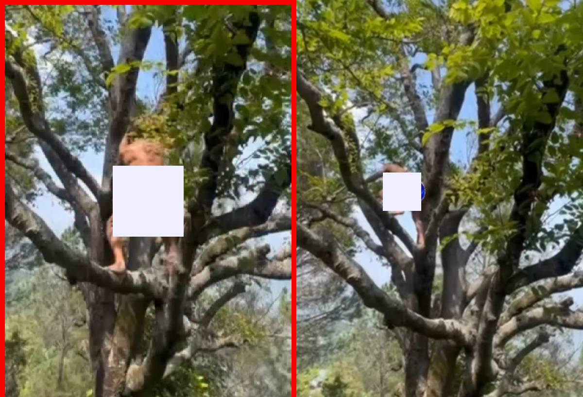 Vidyut No Cloth Yoga In Jungle Viral Post