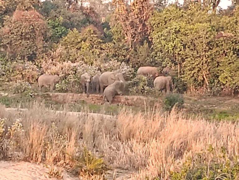 Chaibasa News : हाथी के हमले में वनकर्मी की मौत के बाद और सहमे ग्रामीण