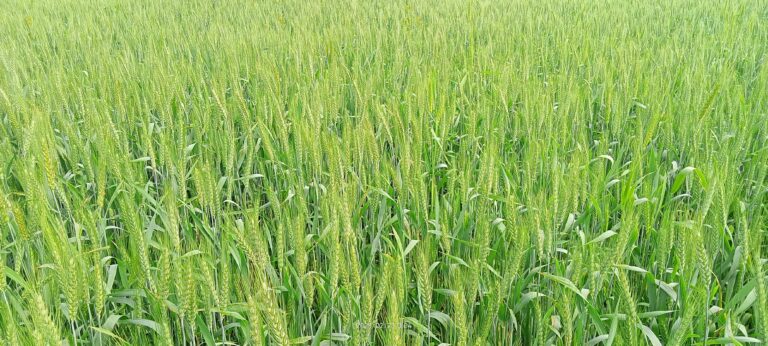 ”Climate Smart” Technology: मौसम की मार से खेती को बचाएगी ”क्लाइमेट स्मार्ट” तकनीक: समस्तीपुर के पूसा विश्वविद्यालय की नई पहल