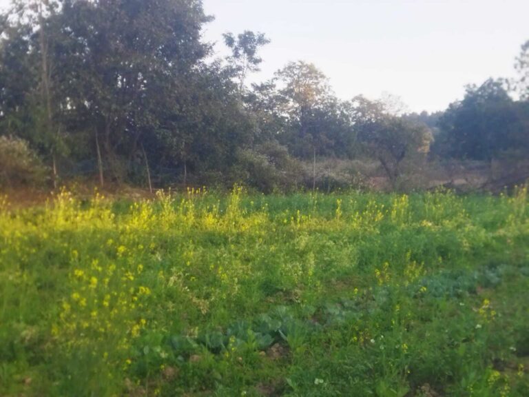 Chaibasa News : नोवामुंडी : खेतों में दिखा हाथियों के पैरों के निशान, टमाटर व गोभी की फसल को क्षति
