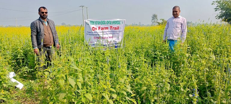 जिले के 10 किसानों ने शुरू की चिया सीड्स की खेती