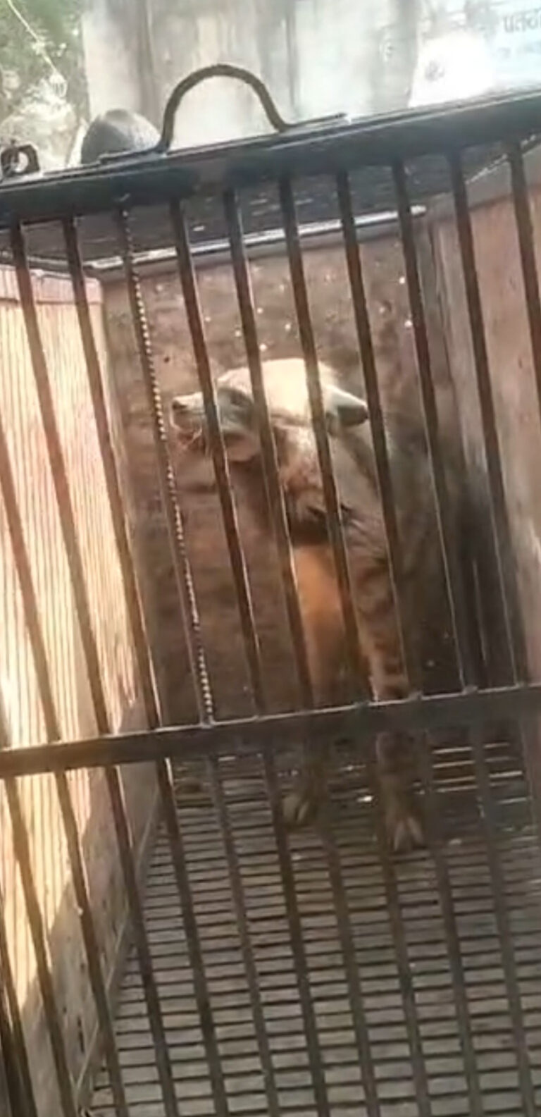 वन विभाग ने पतराहातु से एक लकड़बग्घा को रेस्क्यू किया