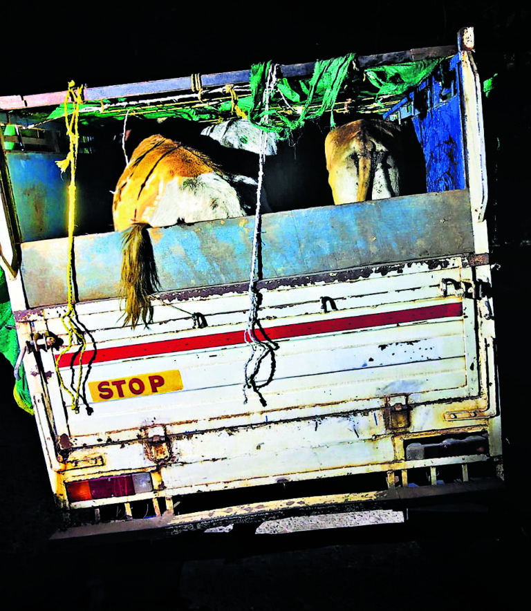 Rourkela News : वाहन छोड़कर भागे तस्कर, छह पशुओं को पुलिस ने जब्त किया