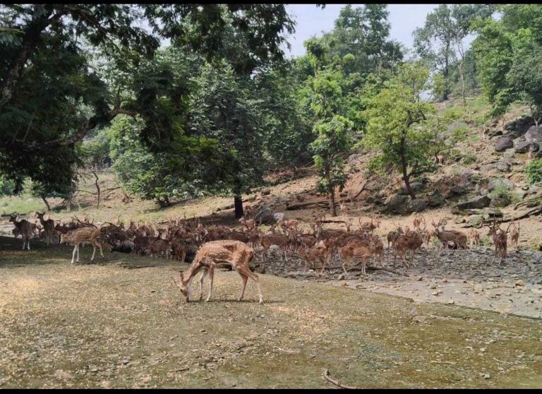 Dhanbad News : मैथन पार्क से हिरणों को भेजा जा रहा पलामू उद्यान