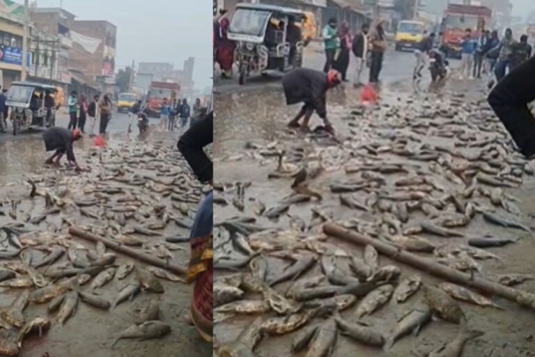 Bihar News: सीतामढ़ी में पिकअप वैन से छात्र की मौत, सड़क पर पड़ी रही डेड बॉडी और मछली लूटने में व्यस्त रहे लोग