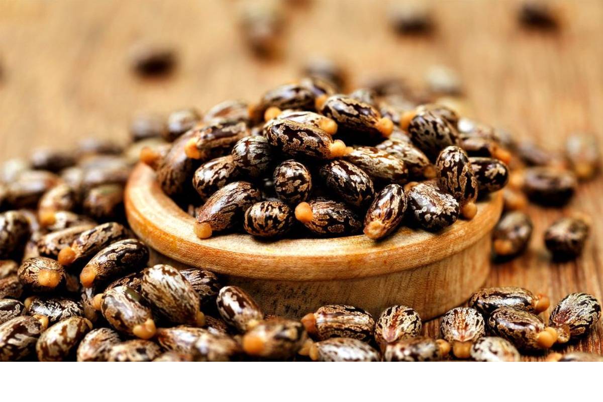 Castor Oil Benefits For Skin: चेहरे पर लगाएं कैस्टर ऑयल और देखें कमाल - दाग-धब्बे, ड्रायनेस और झुर्रियां होंगी दूर 1 Castor Seed Image