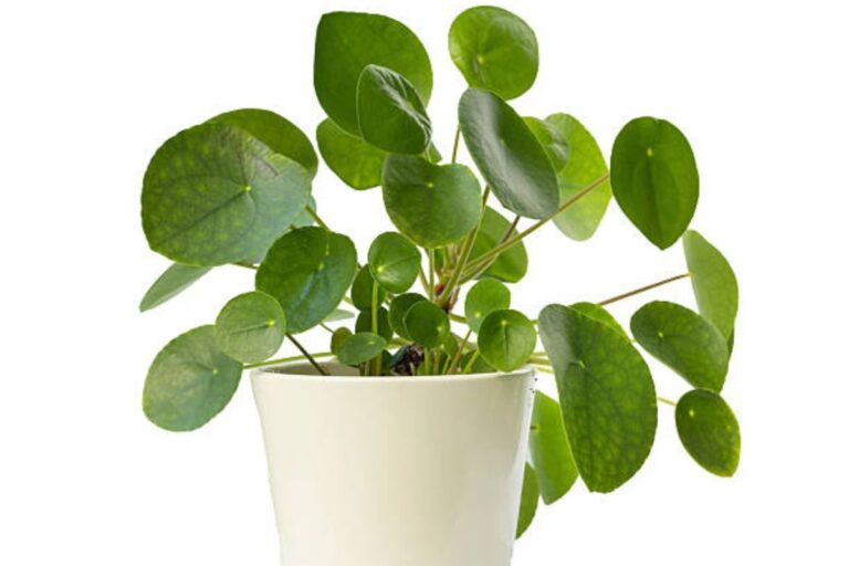 Coin Plant Care Tips: घर की खूबसूरती भी बढ़ाता है चमत्कारी क्वाइन प्लांट, जान लें इसकी देखभाल का सही तरीका