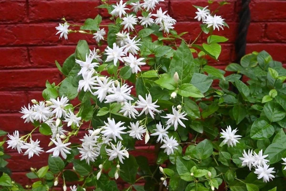 अबकी बार सही समय पर लगाएं मोगरा, हर सुबह महकेगा आपका घर 3 How To Grow Mogra At Home Min