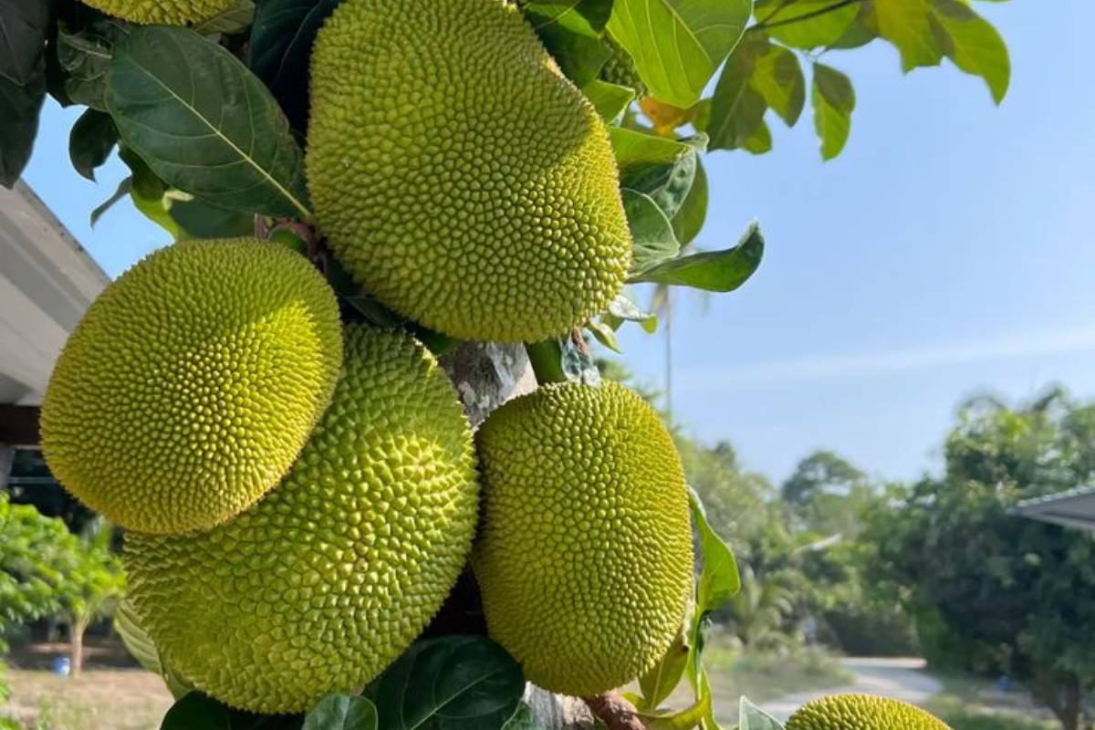 Kathal Or Jackfruit Min