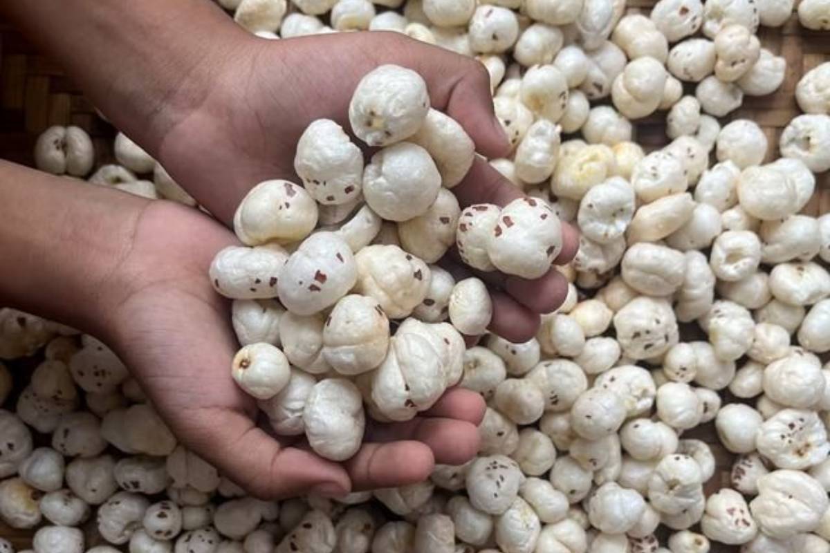 महाशिवरात्रि प्रसाद के लिए व्रत स्पेशल मखाना खीर रेसिपी 1 Makhana