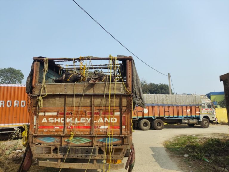 52 मवेशियों से लदे दो ट्रक जब्त, पुलिस ने दो चालकों को लिया हिरासत में