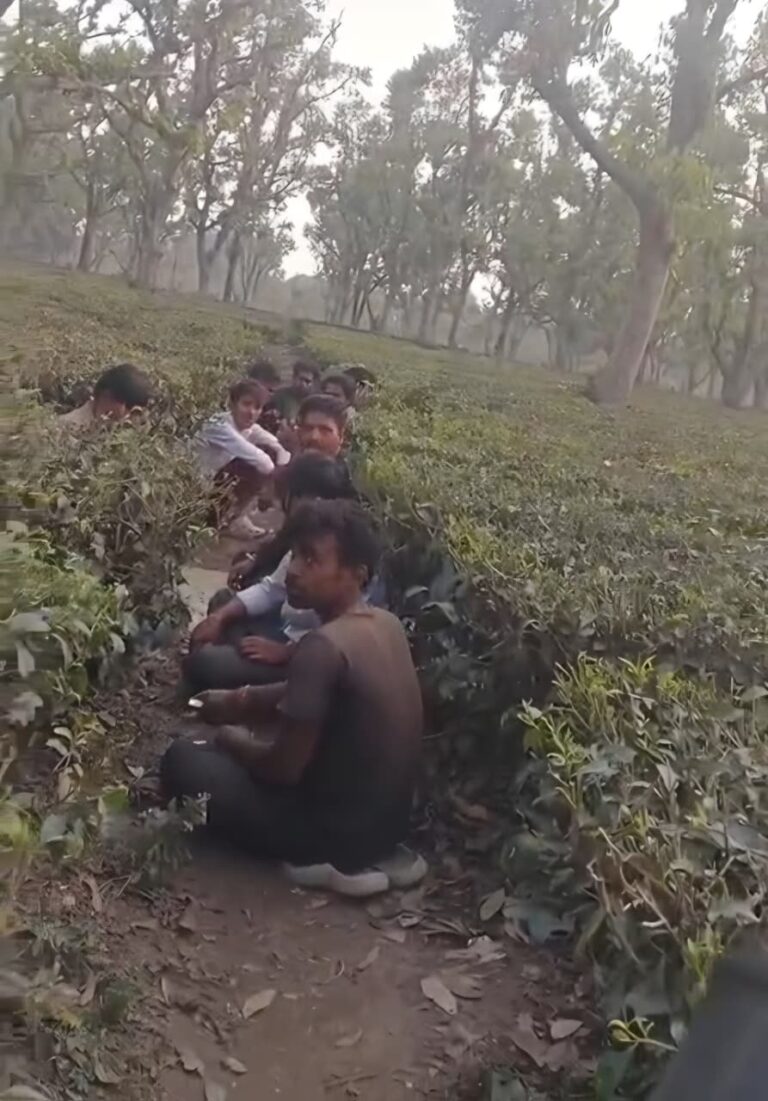 ठाकुरगंज के चाय बागान बने नशेड़ियों के सुरक्षित अड्डे