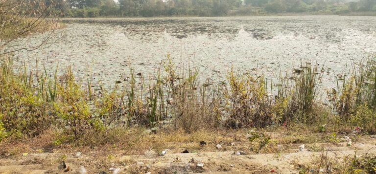 जलकुंभी से ढंका एसीसी तालाब, स्थिति नारकीय