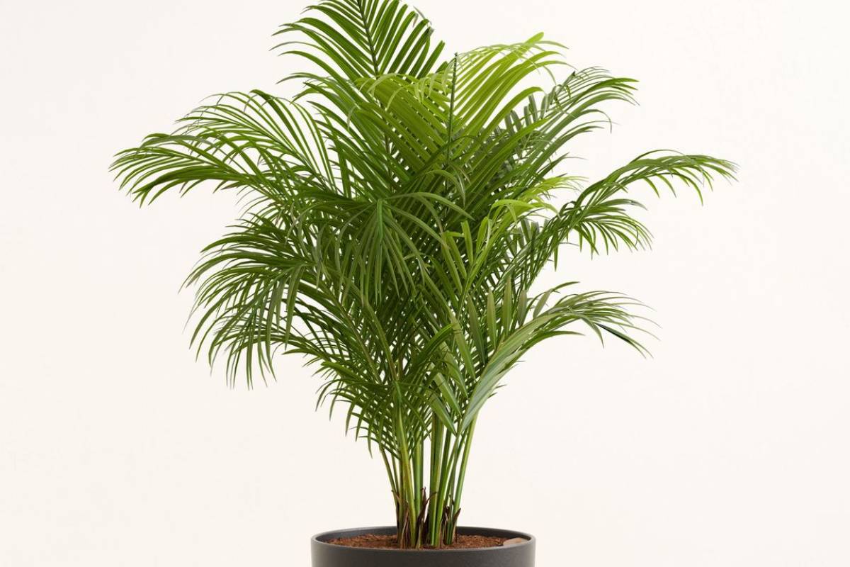 तेज गर्मी में घर को नैचुरल ठंडक और ताजी हवा देंगे ये 5 पौधें 3 Areca Palm Min