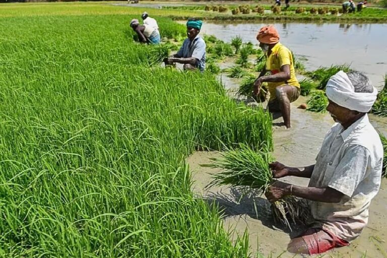 बिहार में किसान अब इस ऐप से भी करा सकेंगे फार्मर रजिस्ट्री, घर बैठे होगा काम