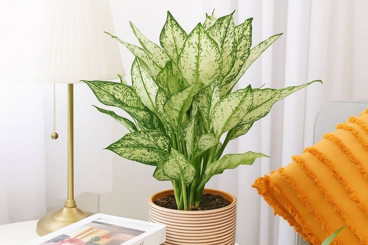 तेज गर्मी में घर को नैचुरल ठंडक और ताजी हवा देंगे ये 5 पौधें 5 Chinese Evergreen Min