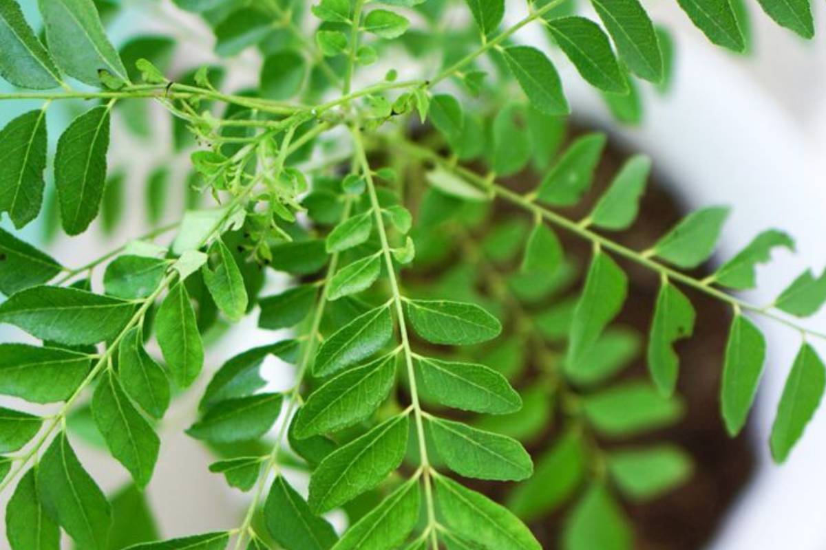 किचन में जरूर लगाएं ये काम के पौधे, खाना बनेगा और भी लाजवाब 6 Curry Leaves Min