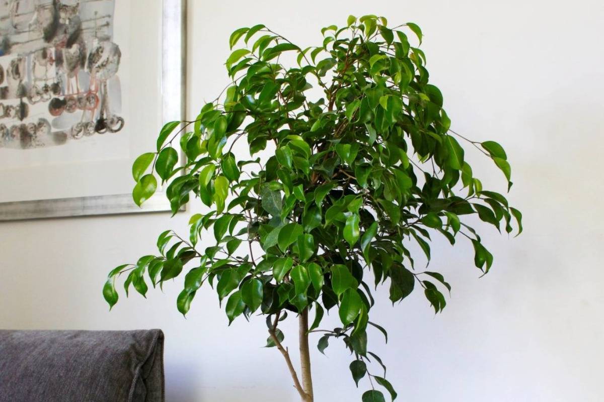 तेज गर्मी में घर को नैचुरल ठंडक और ताजी हवा देंगे ये 5 पौधें 4 Ficus Benjamina Min