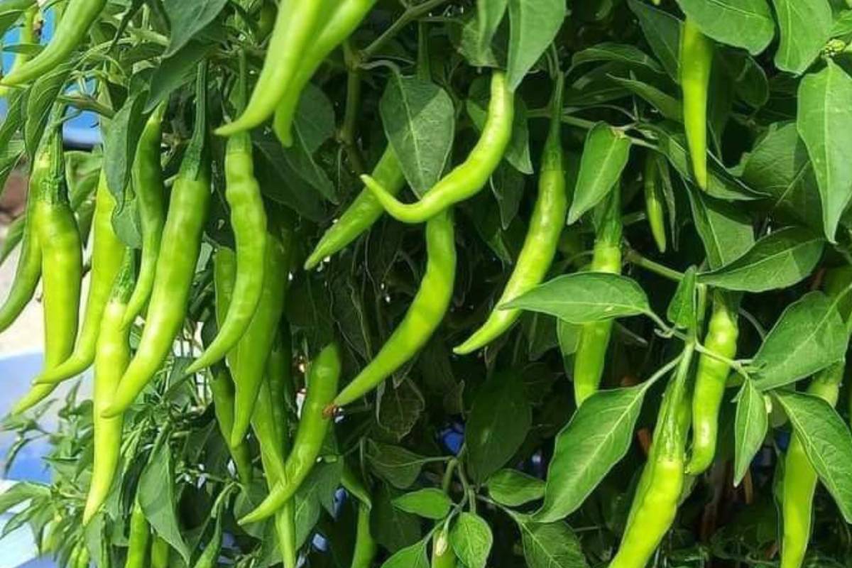 किचन में जरूर लगाएं ये काम के पौधे, खाना बनेगा और भी लाजवाब 5 Green Chilli Min