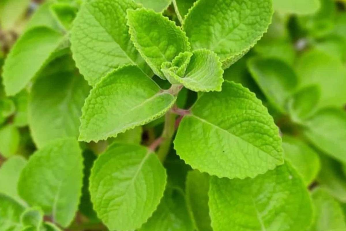 किचन में जरूर लगाएं ये काम के पौधे, खाना बनेगा और भी लाजवाब 7 Indian Borage Min