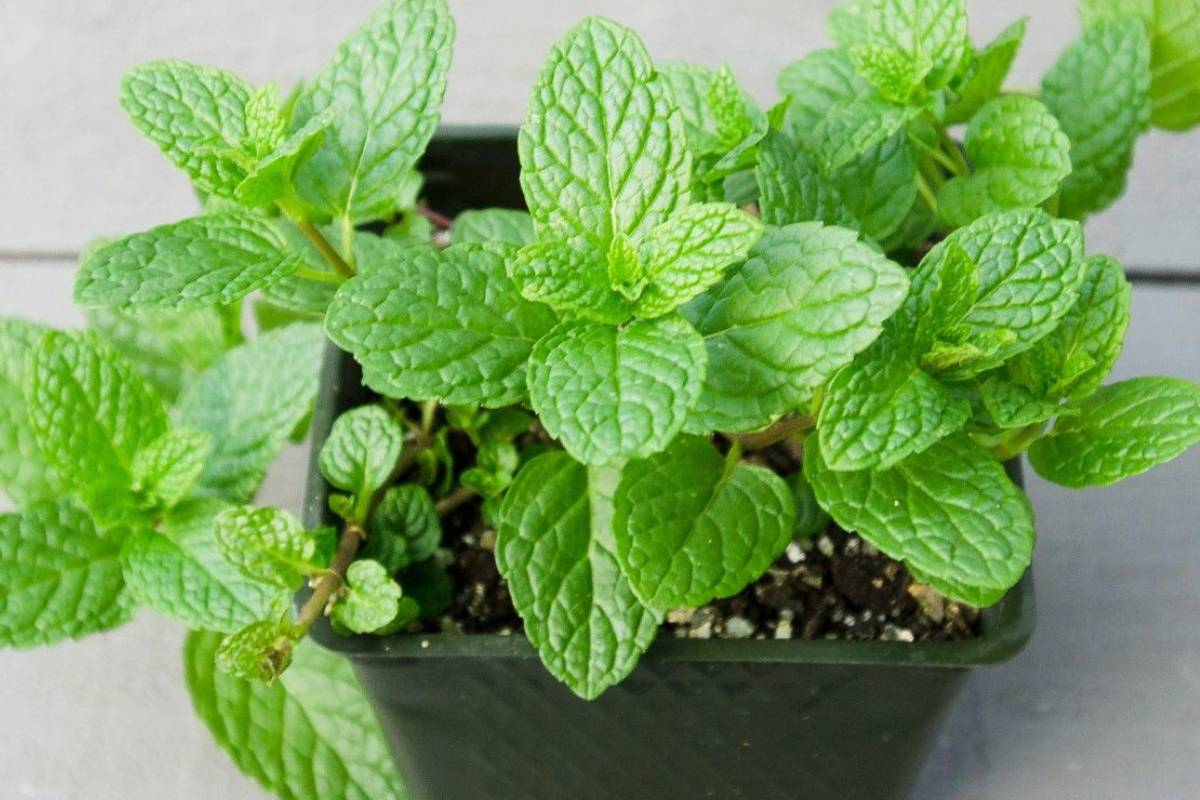 किचन में जरूर लगाएं ये काम के पौधे, खाना बनेगा और भी लाजवाब 3 Mint Min