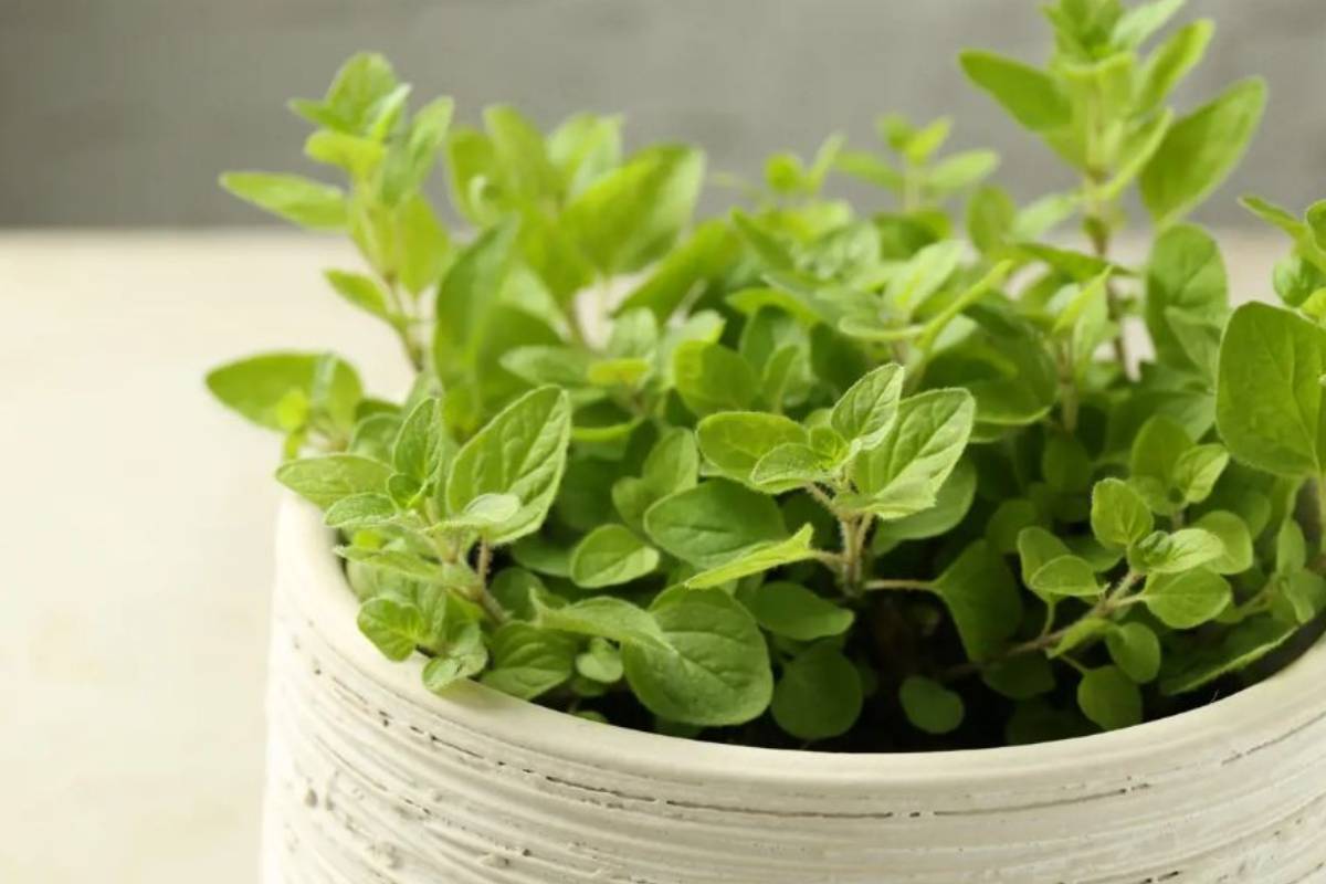 किचन में जरूर लगाएं ये काम के पौधे, खाना बनेगा और भी लाजवाब 8 Oregano Min 1