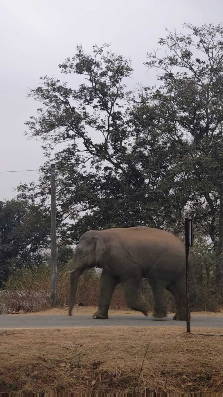 जंगली हाथी पहुंचा, ग्रामीणों ने खदेड़ा
