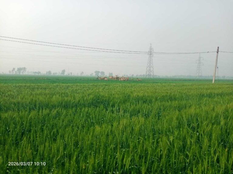 खेतों में खड़ी फसल को रौंदकर व खाकर बर्बाद कर रहे जंगली जानवर, किसान बेहाल
