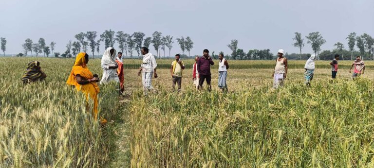 खेत में लहलहाते गेंहू की कच्ची फसल को काटकर किया क्षतिग्रस्त