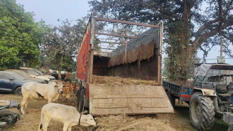 30  गाय के साथ एक तस्कर गिरफ्तार, ट्रक जब्त