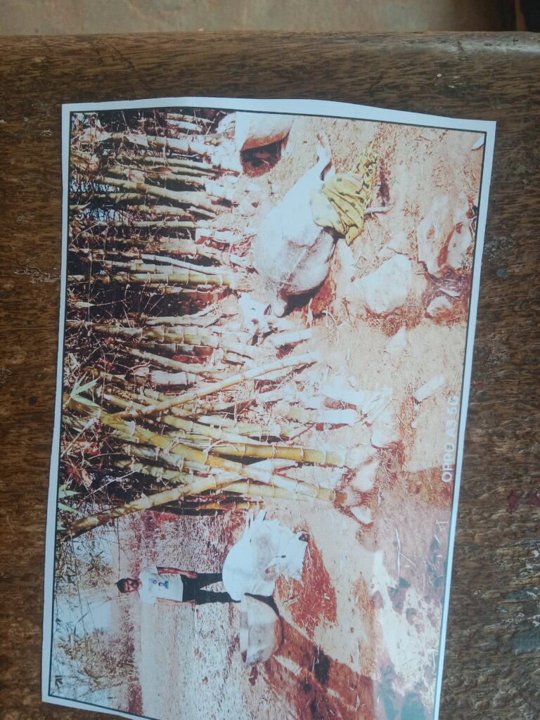 कोल्हुआ में वज्रपात से दो पशुओं की मौत
