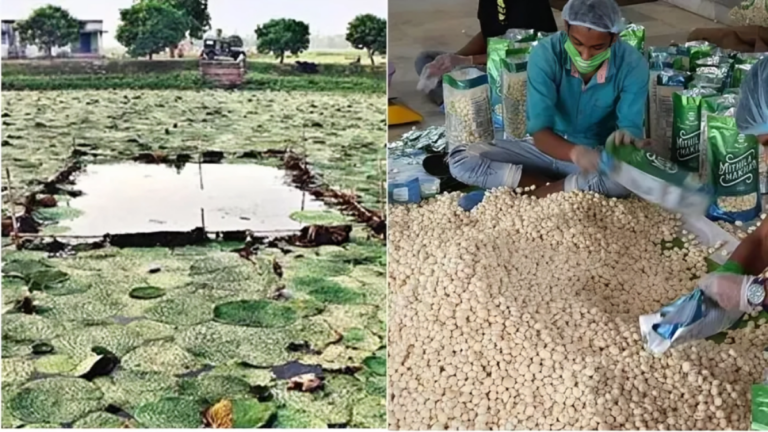 अब बिना कांटे का मखाना उगेगा, लागत घटेगी और कमाई बढ़ेगी
