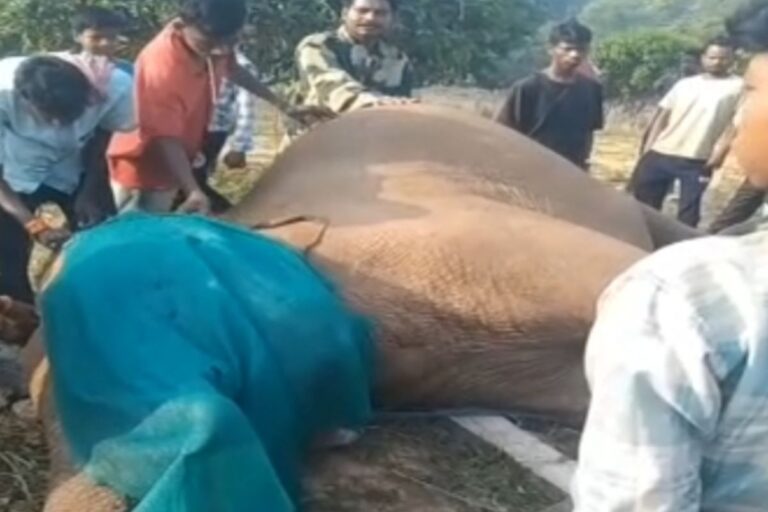 खेत बना गजराज के लिए ‘डेथ ट्रैप’! पश्चिमी सिंहभूम में हाथी का शव मिलने से मचा हड़कंप, जांच प्रक्रिया शुरू