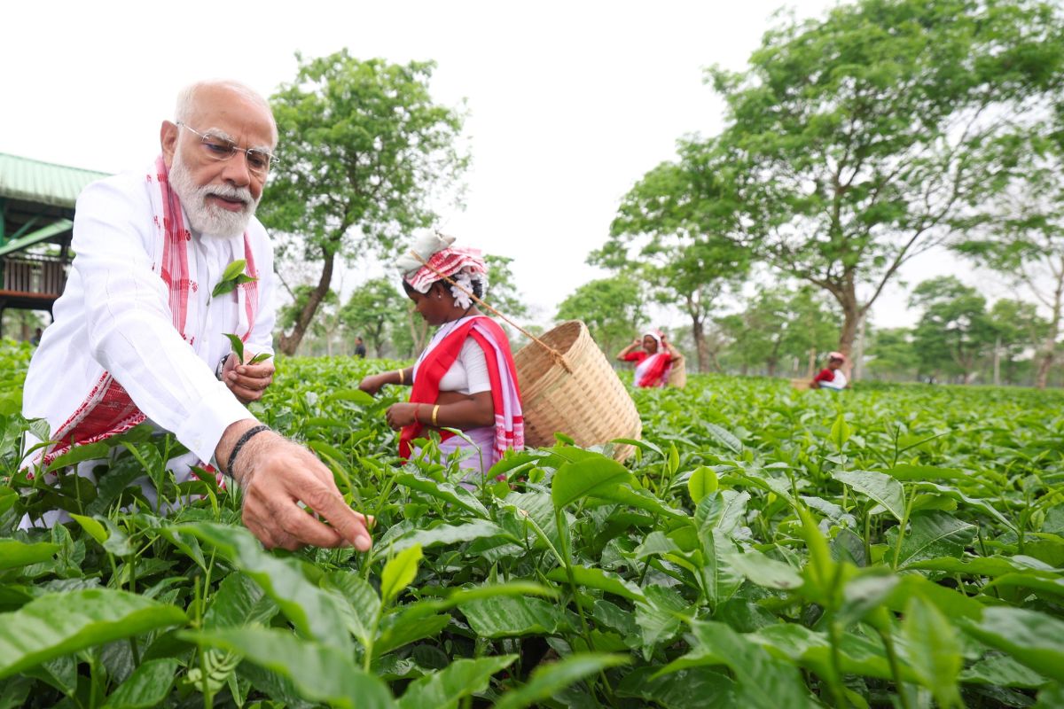 चुनाव प्रचार से पहले चाय बागान पहुंचे पीएम मोदी, महिलाओं के साथ तोड़ीं पत्तियां; तस्वीरें वायरल 1 Pm Modi Plucking Tea Leaves
