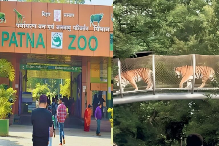 पटना जू में आएंगे नए मेहमान, सफेद बाघिन से लेकर संगाई हिरण तक बढ़ेगा रोमांच