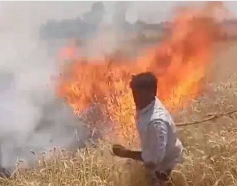 बहियार में लगी आग, 10 बीघा गेहूं की फसल राख
