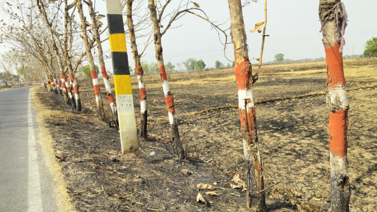 पराली की आग से एक दर्जन सागवान के पेड़ झुलसे