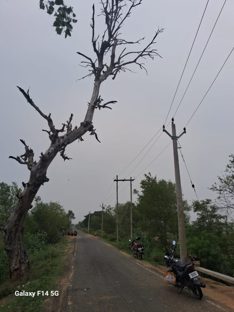 मुख्य सड़कों पर मौत बनकर खड़े हैं सूखे पेड़, प्रशासन की अनदेखी से राहगीर खौफजदा