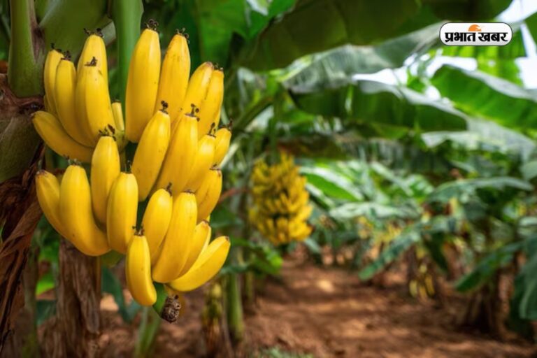 दुनिया में 7वें नंबर पर आता है भारत का ये  जिला, जानें क्यों इसे कहते हैं ‘Banana Capital’