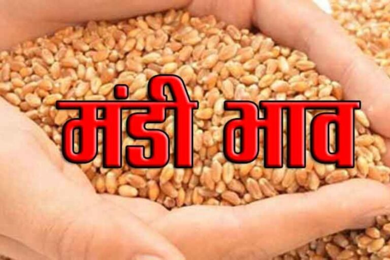 Samastipur Mandi Bhav: खरीदारी से पहले जानें अनाज, दाल और तेल का ताजा रेट