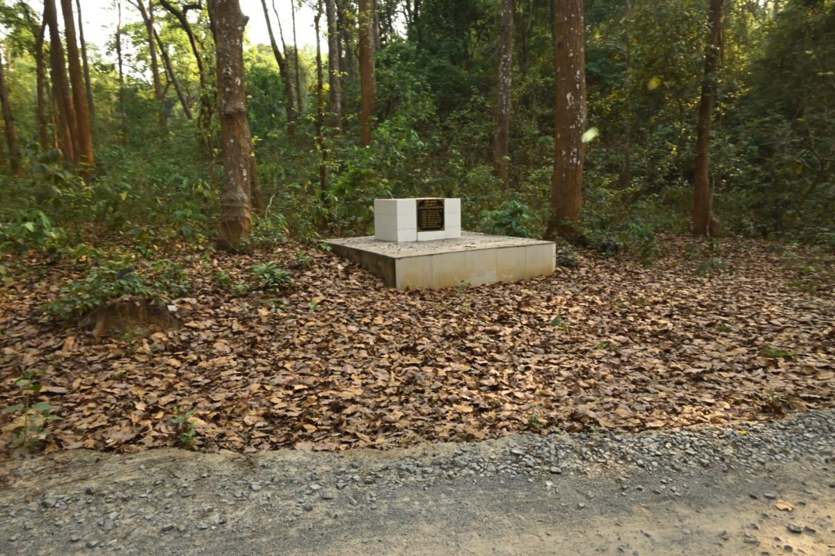 Saranda Jungle 3