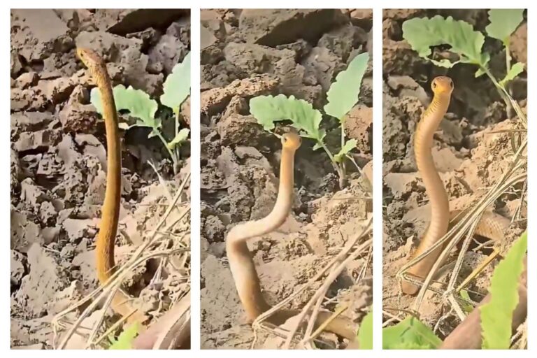 Viral Video: रैट स्नेक का ‘नागिन डांस’! इंटरनेट पर छाया वीडियो