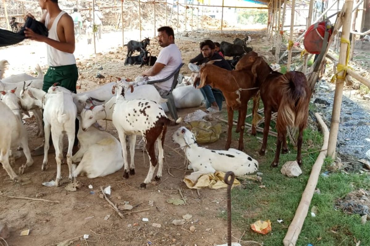 बकरीद की तैयारियां जोरों पर, पटना सिटी में नमाज और कुर्बानी को लेकर प्रशासन सतर्क 1 Untitled Design 2026 05 25T142811.847