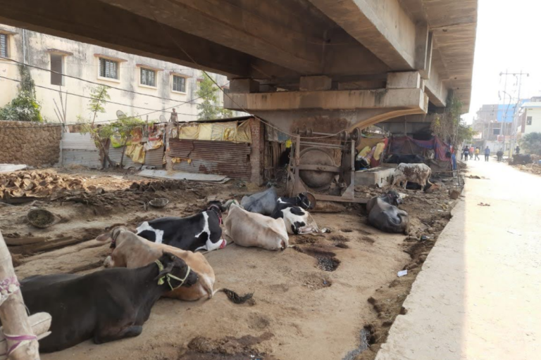 Arrah News: खटाल के कारण पश्चिमी रेलवे ओवरब्रिज पर मंडरा रहा खतरा, कभी भी हो सकता है बड़ा हादसा