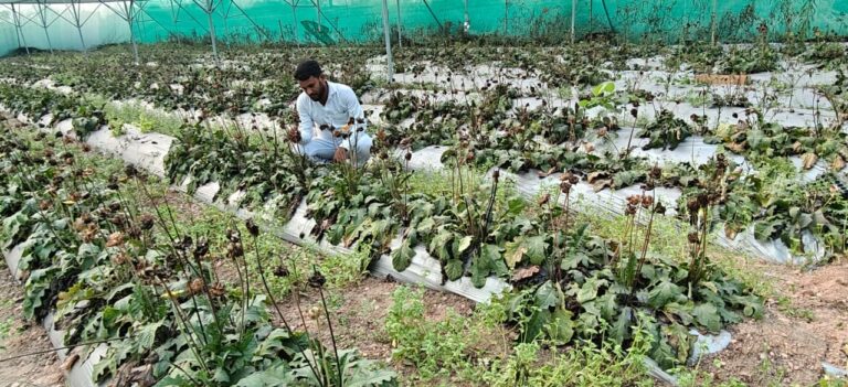 सूख गये जरबेरा के पौधे, सिंचाई की नहीं है व्यवस्था