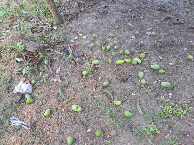 KHAGARIA तेज आंधी एवं बारिश ने बरपाया कहर, बिजली व्यवस्था ध्वस्त, किसानों की बढ़ी चिंता