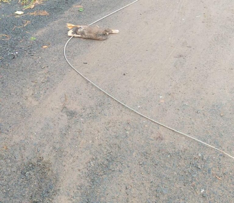आंधी-बारिश में गिरे 440 वोल्ट के तार से युवक झुलसा