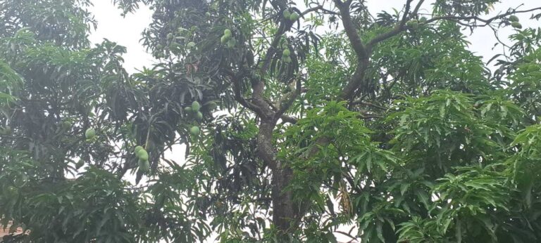 Katihar News : आंधी-बारिश ने उजाड़े आम-लीची के बाग, किसान व व्यापारी चिंतित